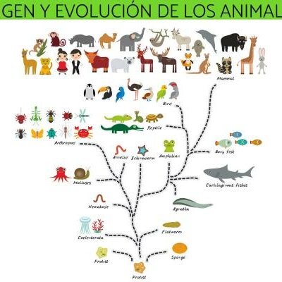 Timeline: EVOLUCIÓN DE LOS ANIMALES