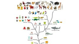 Timeline: EVOLUCIÓN DE LOS ANIMALES