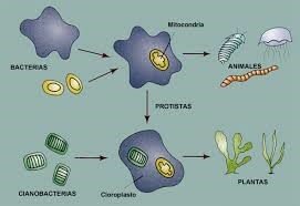 EVOLUCIÓN DE LOS ANIMALES