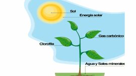 Timeline: Estudios previos al proceso de la fotosíntesis