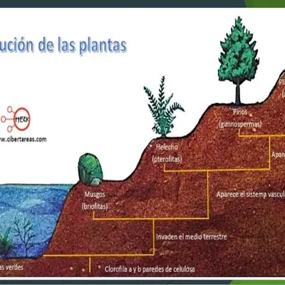 Timeline: Historia de las plantas