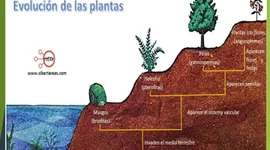 Timeline: Historia de las plantas
