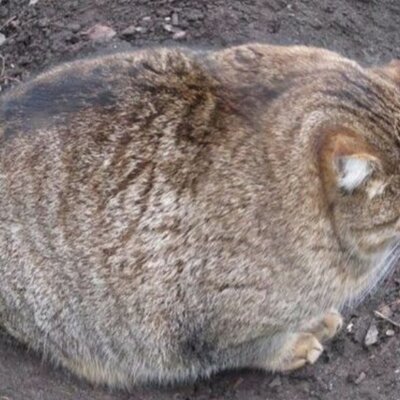 Timeline: Bioética y experimentación en animales