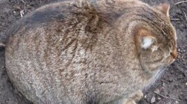 Timeline: Bioética y experimentación en animales