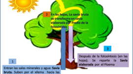 Timeline: Historia del proceso de la Fotosíntesis