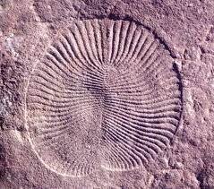 Origen de los animales acuáticos