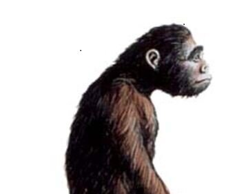 PRE-AUSTRALOPITECINOS