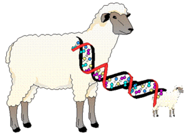 la ingeniería genética experimenta con células madre