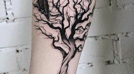 Timeline: Bio como estudiante Evelin