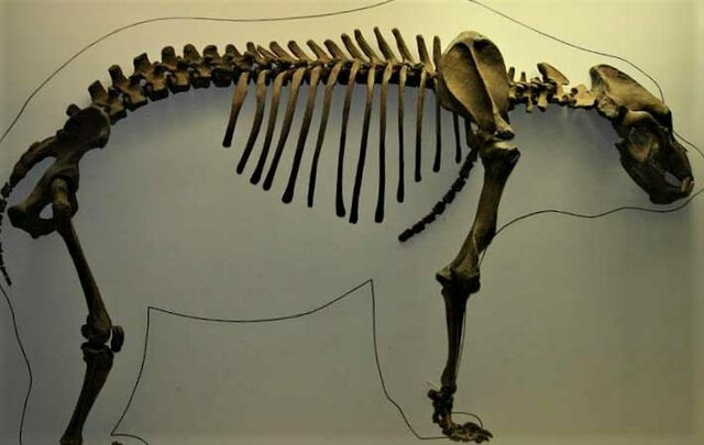 Los osos polares en el pasado.