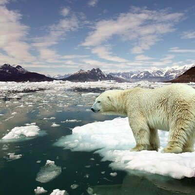 Timeline: El peligro de extinción d los osos polares.