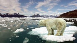 Timeline: El peligro de extinción d los osos polares.