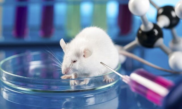 Experimentos en animales