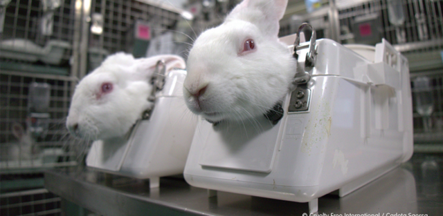 Primer testeo en un animal