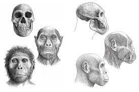 Diferentes especies de humanos