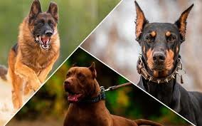 Animales usados como defensa