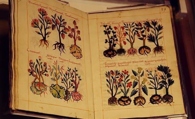 Códice Libellus de medicinalibus indorum herbis