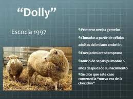 Clonación animal