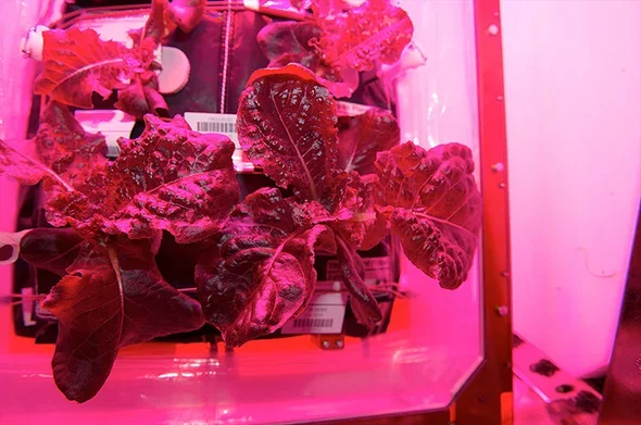 First Space-Grown Plants Eaten