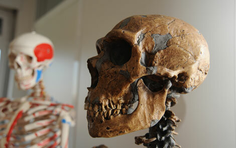 Genoma del Neandertal