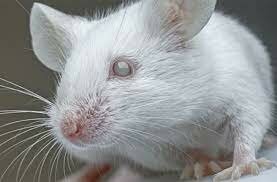 Ceguera en ratones CURADA