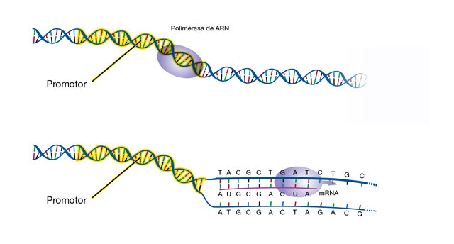 Proceso de transcripción
