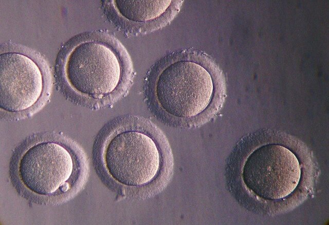 Gotas que crean células