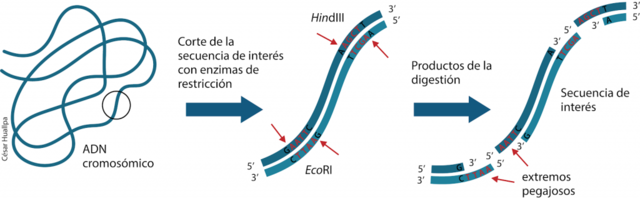 Nobel de fisiología o medicina