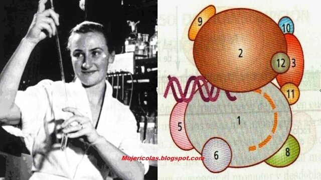 Severo Ochoa y Marianne Grunberg-Manag