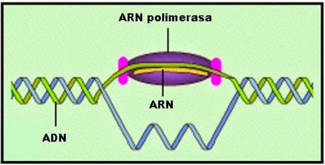 Jerard Hurwitz y Samuel Weiss.