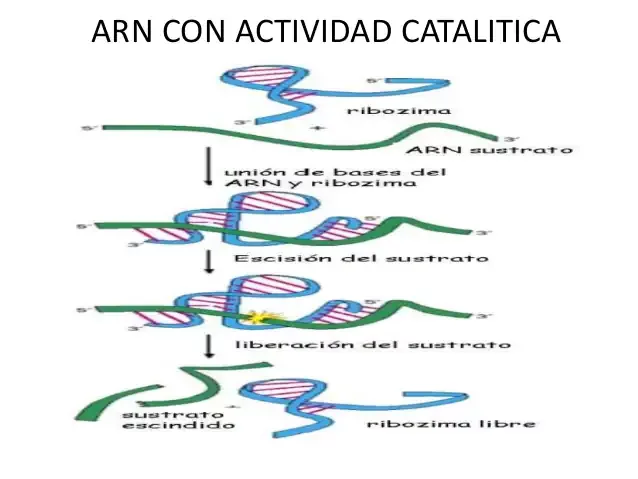 RNA con actividad catalitica