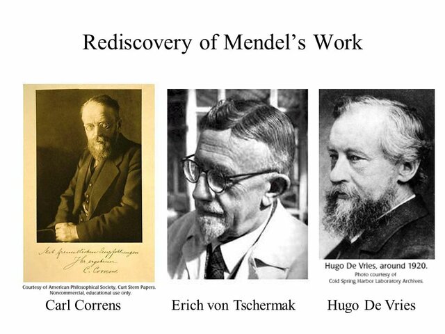 Carl Correns, Hugo De Vries & Erich Von Tschermak-Seysenegg