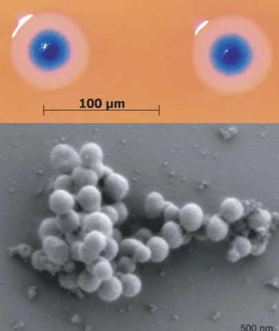 Primera célula controlada por un genoma sintético