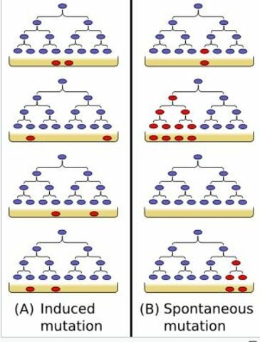 A Luria, Delbrück y Alfred Day Hershey