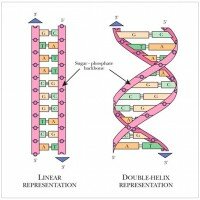 Estructura lineal del ADN