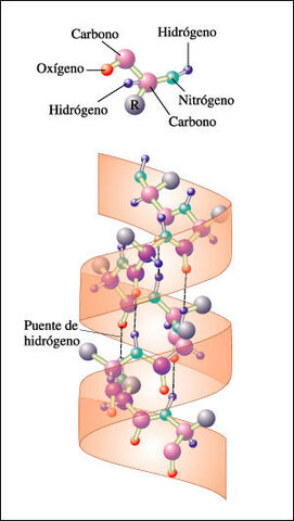 Descubrimiento de la estructura de la hélice alfa de las proteínas