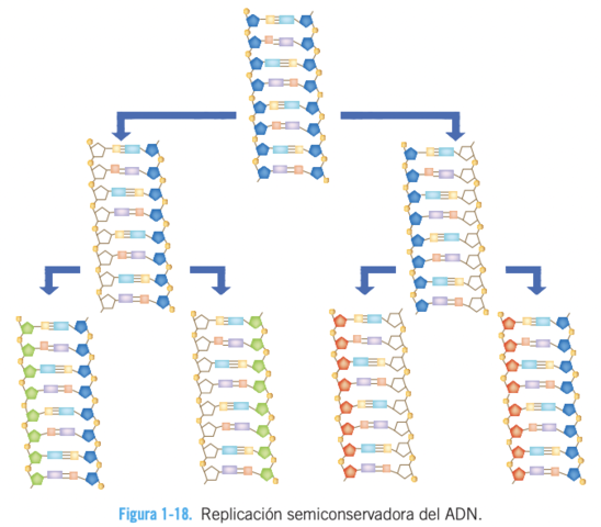 La tautomería y replicación semiconservadora del ADN