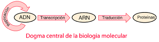 El dogma central de la biología molecular