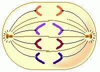 Separación de cromosomas