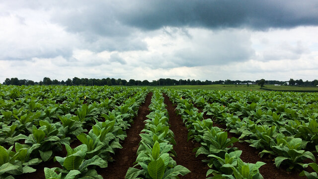 Tobacco Farming
