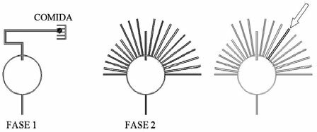 Postulados de Edward Tolman