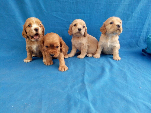 The poppies of my grandmother dog were born