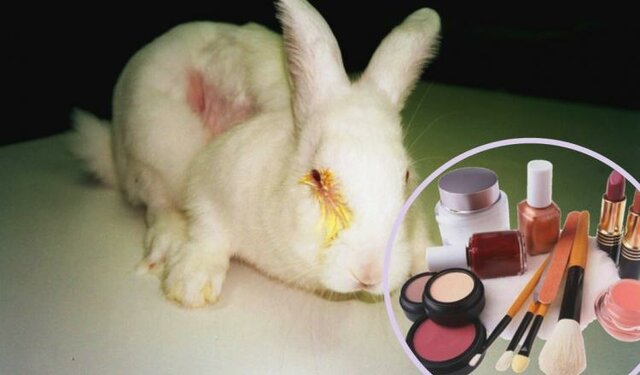 Experimentación en animales