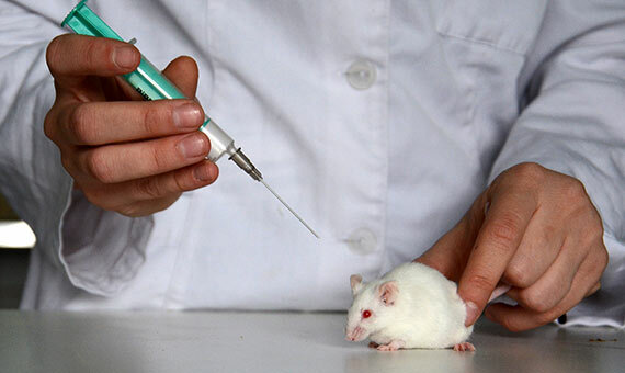 Experimentación en animales