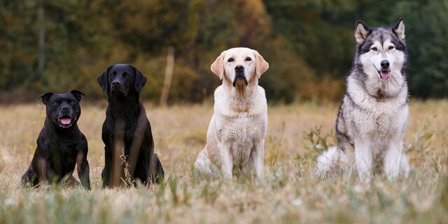 ¿Amigos o enemigos?