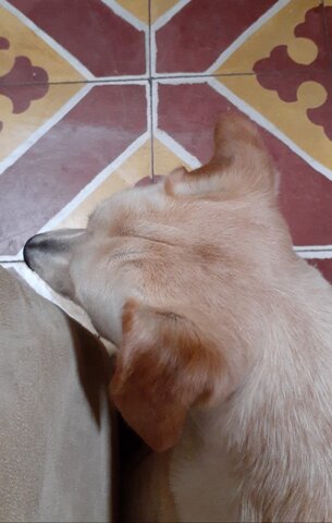 they gave me my current pet