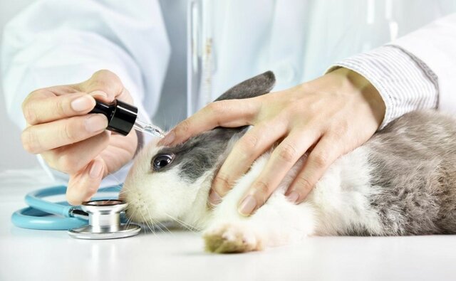 Ley para la protección de animales usados en experimentos y otros propósitos científicos en Inglaterra