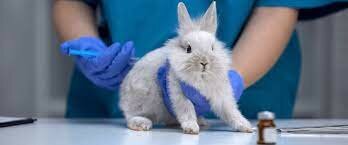 Vacuna de Meningitis