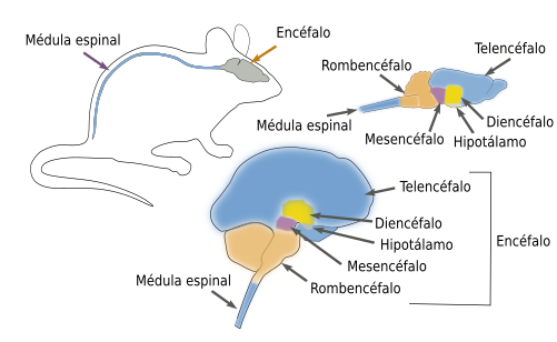 Desarrollo embrionario