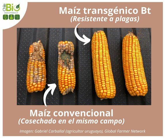 Maíz bt